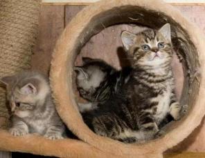 Британские мраморные котята 1,5 мес.