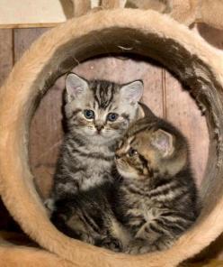 Британские мраморные котята 1,5 мес.