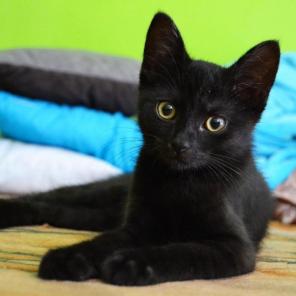 Котенок Кекс в дар