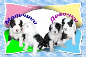Бобтейла щенки для выставок и для души