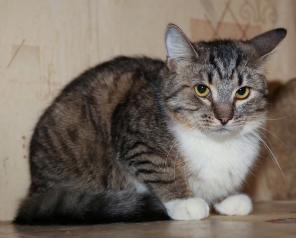 Кот ищет дом