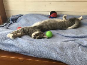 Котенок в добрые руки
