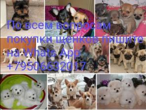 Питомник щенков