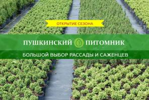 Саженцы из питомника