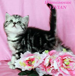 Британский клубный котик черный дым.
