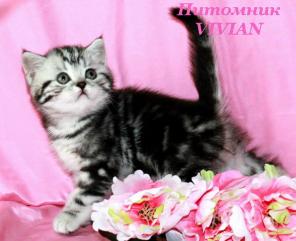 Британский клубный котик черный дым.