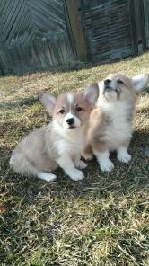 Вельш Корги Пемброк