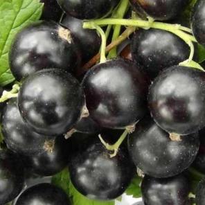 Саженцы смородины из питомника Элитный Сад