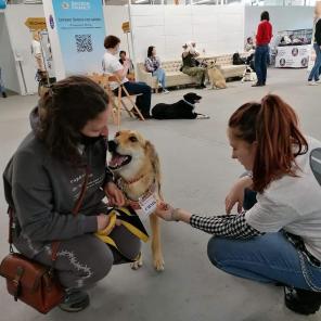 Кобель подросток Симба в добрые руки