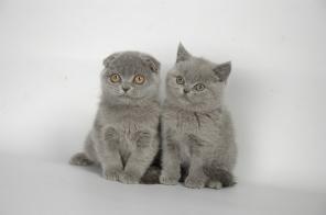 Плюшевый клубный вислоухий котенок