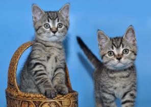 Котята ищут хозяина!