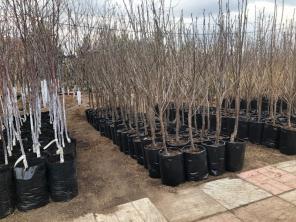 Продажа саженцев плодовых культур от производителя
