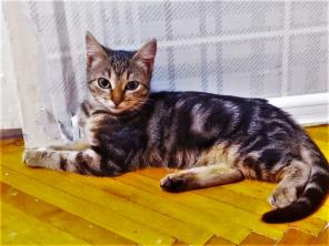 Котенок Джулия в добрые руки