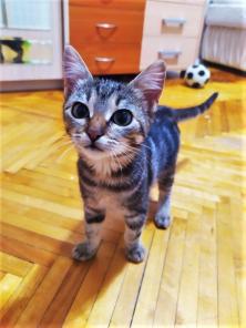 Котенок Джулия в добрые руки