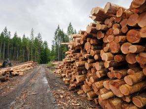 Продаем лес кругляк