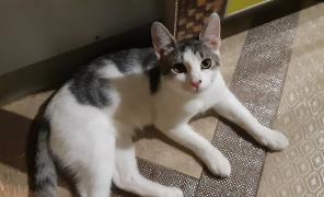 Котенок в добрые руки.