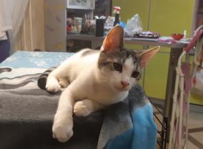 Котенок в добрые руки.