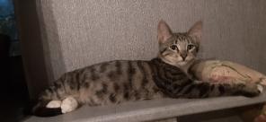 Котенок в добрые руки.