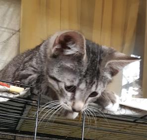 Котенок в добрые руки.