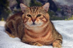 Котик ищет дом