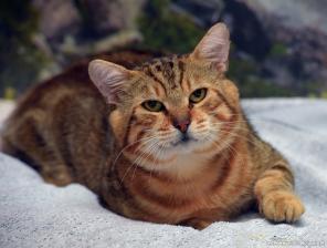 Котик ищет дом