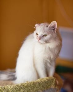 Котик в добрые руки