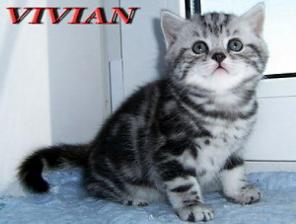 Британские клубные котята вискас из питомника VIVIAN.
