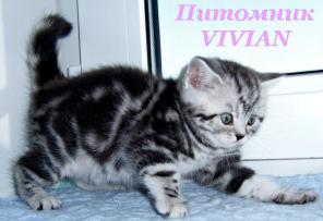 Британские клубные котята вискас из питомника VIVIAN.