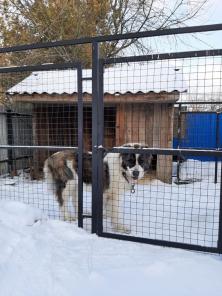 Ищет хозяйку среднеазиатская овчарка