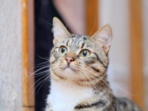 Неман ищет дом