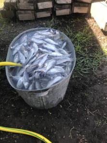 Поводки на воблу и красноперку.