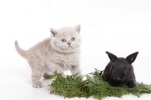 Британские котята от ЛОСЯ