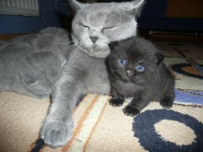 Британские котята от ЛОСЯ