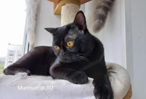 Бомбейские котята