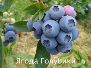 Ягода голубики садовой