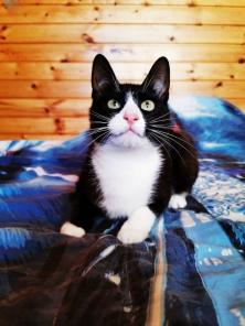 Ищем дом для чудесной кошечки Молли❤