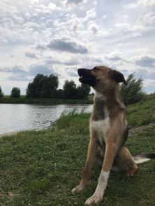 Помогите пристроить собаку