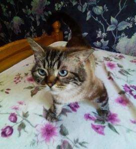 сиамский котик Степа ищет дом