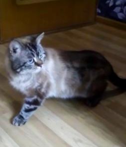 сиамский котик Степа ищет дом