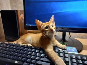 Пропал рыжий котёнок!