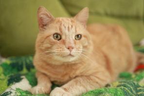Лучезарный котик ищет дом