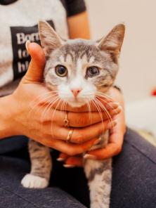 Котенок Коржик в добрые руки