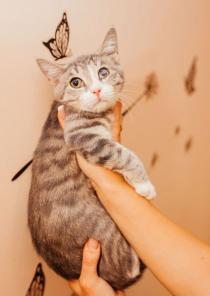 Котенок Коржик в добрые руки