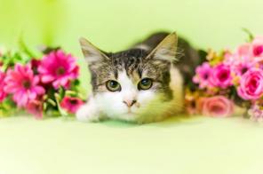 Кошечка Маруся в дорые руки