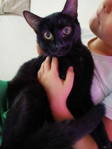 котик пират