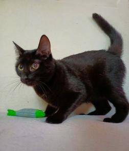 котик пират