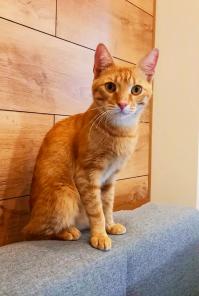 рыжий котик в дар