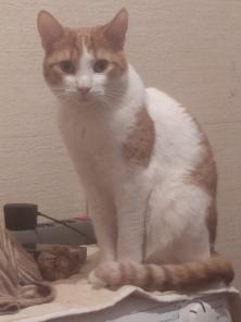 От домашнего кота отказались