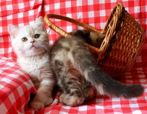 Британские котята шоколадный мрамор.