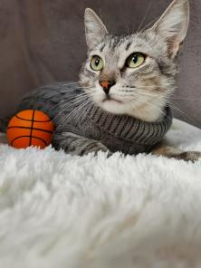 Котенок в добрые руки